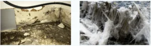 Asbestos Sampling